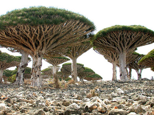 AL22_Socotra_Island.jpg